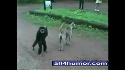 Смешни животни