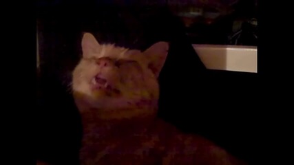 Cute Cat Sneezing Attack