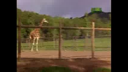 Growing Up Giraffe - Baby Giraffe Fall