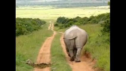 Носорог със необичайно поведение 