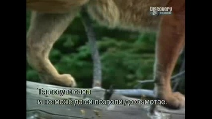 Вълк Vs. Пума - Discovery Channel + Bg Sub Част2/4