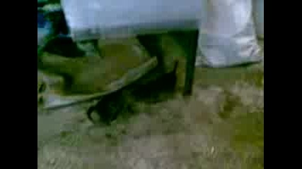 Koteta