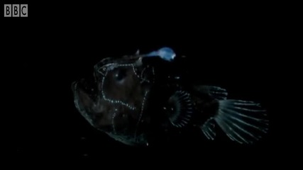 Amazing and wierd creatures exhibit bioluminescence - Blue Planet - Bbc Earth 