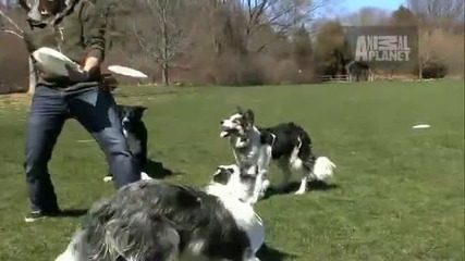Dogs 101 - Border Collie 