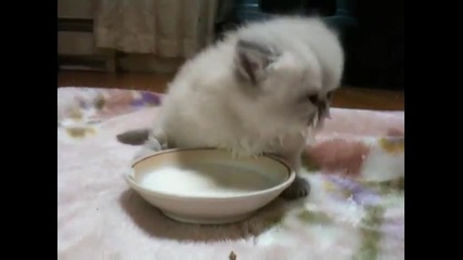Малко Коте Пие Мляко
