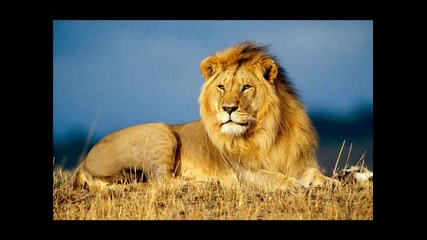 Nsync - The Lion Sleeps Tonight 