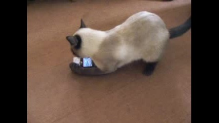 Сиамска Котка Си Играе С Телефон