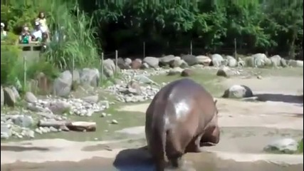 Хипопотам пръцка
