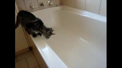 Коте във ваната :d 