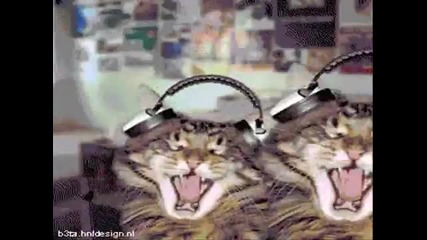 crrazy cats