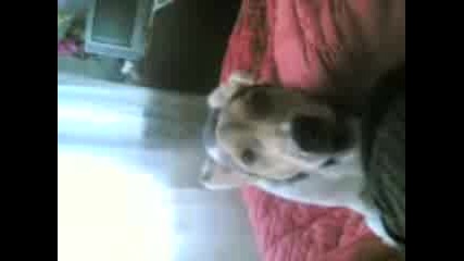 kuche pee