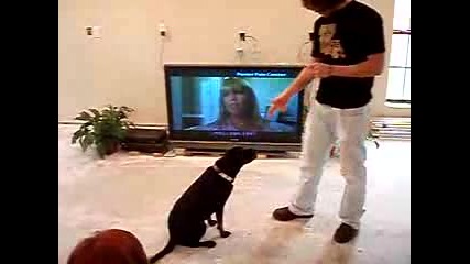 cool dog trick