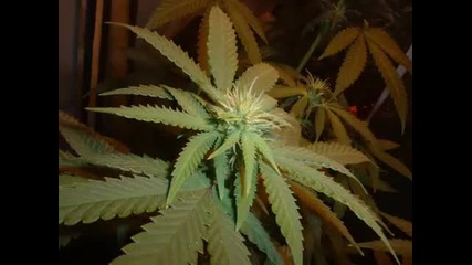 B.u.g. Mafia - Marijuana Ii (feat Puya & Raluca)