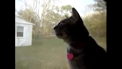 Котка получава сигнали от космоса