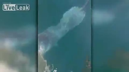 Голяма бяла акула напада лодка