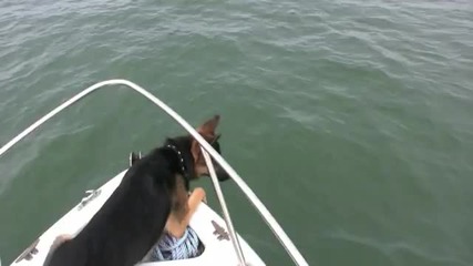 Куче скача в морето при делфините