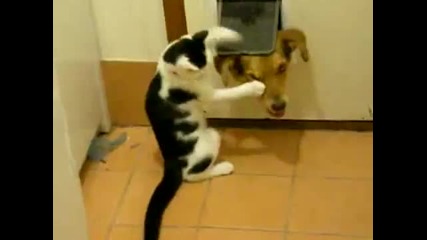 Котка малтретира куче !