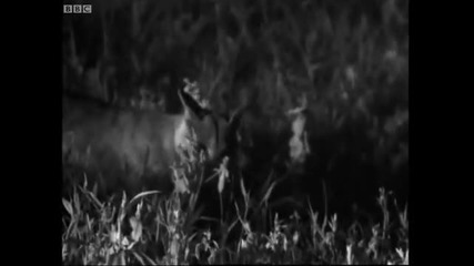 Male wild cat hunts at night - Bbc 