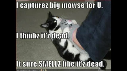 Very Funny Cats.flv