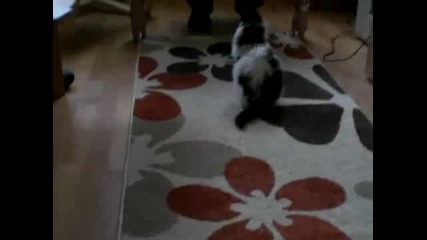 Смешно Коте