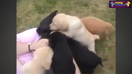 Компилация Смях !.. Funny Videos - Cute Puppies Dogs Compilation 2015
