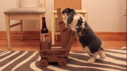 Зайче, носи бира на собственика си!