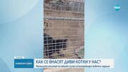 Контрабанда на диви котки: България е лесна мишена