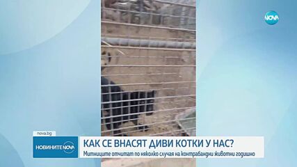 Контрабанда на диви котки: България е лесна мишена