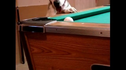 Куче играе билярд 