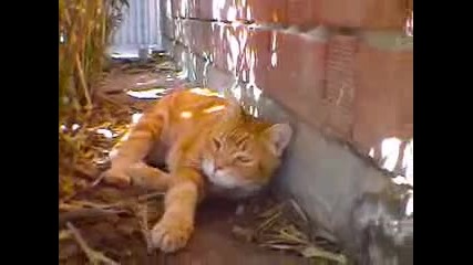 My cat speaks when he is awoken. 