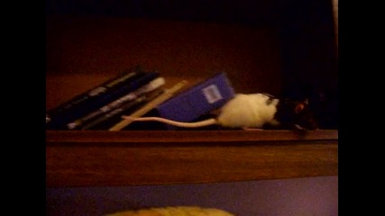 Rat chevi