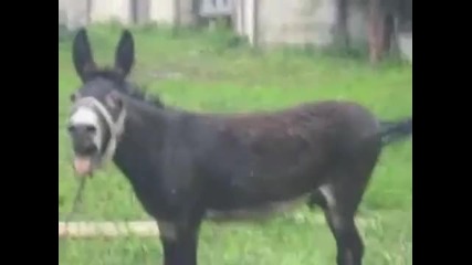 Доказателство че блек метъл вокалите могат да бъдат заместени с магарета