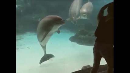 Момиче забавлява делфин с гимнастика!