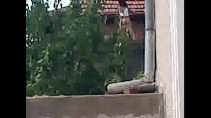 Ludo ciganche igrae golo .. !! ;dd