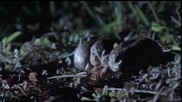 Чаканият от месеци момент - Размножаването на дъждовните жаби..