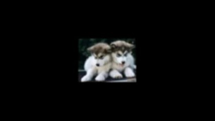 Dogs