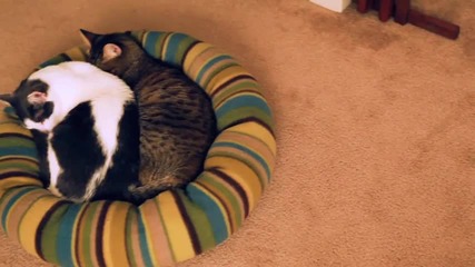 Mean Kitty - Valentines Day 