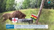 Спасени от Украйна лъвове „предсказват” мачовете на Англия на Мондиала