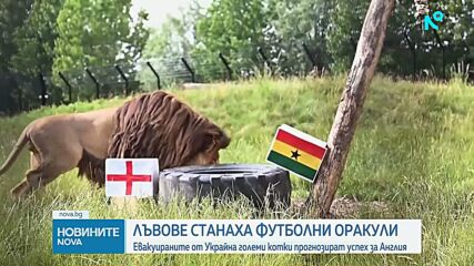 Спасени от Украйна лъвове „предсказват” мачовете на Англия на Мондиала