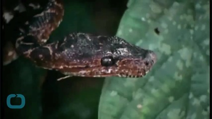 Surprise Package With 13 Live Snakes Arrives In Australia