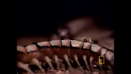 Centipede vs. Snake 