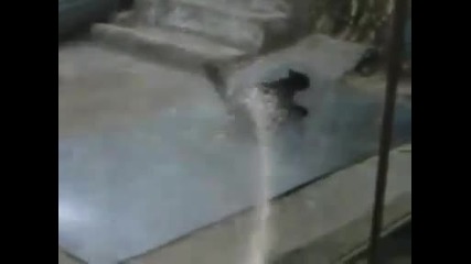 коте прави бърнаут.1000% смях 