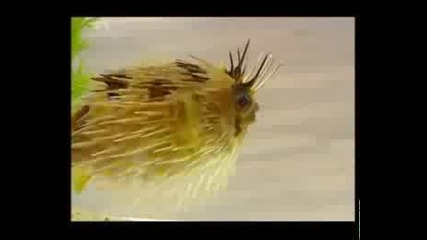 Скрита Камера - Вода От Аквариум - Смях!