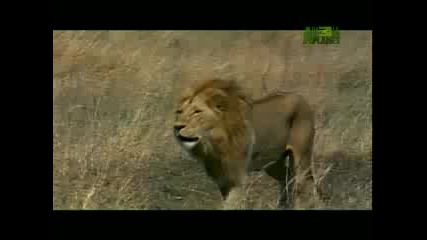 Weird True & Freaky - Lion Cannibal