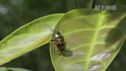 Дивият живот в Бразилия * The Wild life in Brazil