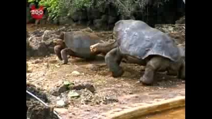 Огромни костенурки - 