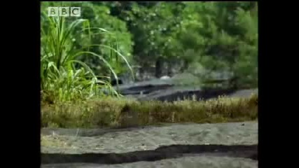 Bbc Wild Nature Unique Sulawesi Animals - Indonesian Fire Islands 
