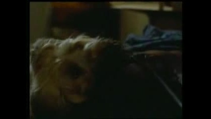 Top Dog - Trailer - Chuck Norris