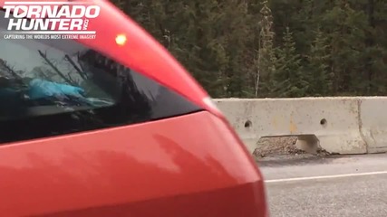 Mama Bear Pulls Cub Off Highway To Safety