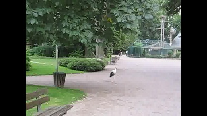Гладен щьркел в парка на Страсбург 